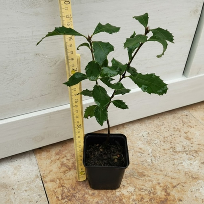Stein-Eiche (Quercus ilex) 20 - 30 cm