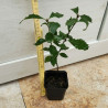 Stein-Eiche (Quercus ilex) 20 - 30 cm