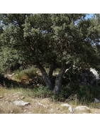 Stein-Eiche (Quercus ilex)